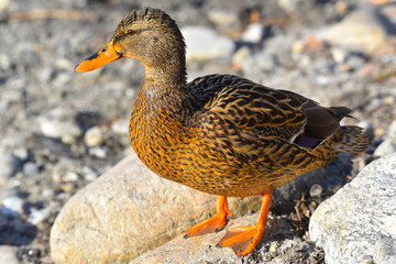 Anatra ferma sui sassi sulla spiaggia