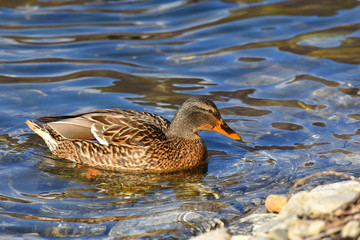 Anatra che nuota nel lago