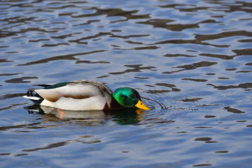 Germano reale maschio che nuota nel lago
