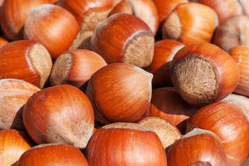 Scattering of hazelnuts