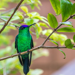 Beija-flor. (Trochilidae)