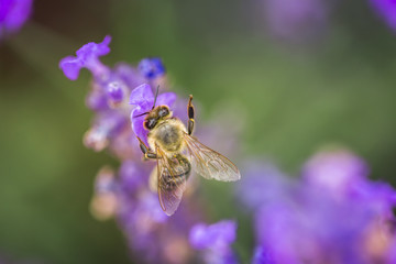 Wild bee on Lavender