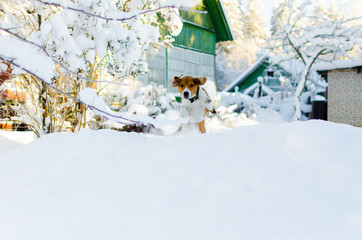 Naklejka premium Dog running and jump across pile of snow. sport background