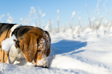 dog search in snow. beagle head in snow. winter sunny day