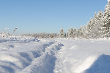 Obraz premium Dog run on the camera in field. Winter day