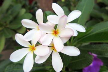 Fototapeta na wymiar Frangipani (Plumeria sp.) flowers