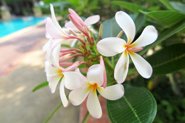 Frangipani (Plumeria sp.) flowers