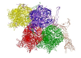Molecular structure of adenovirus
