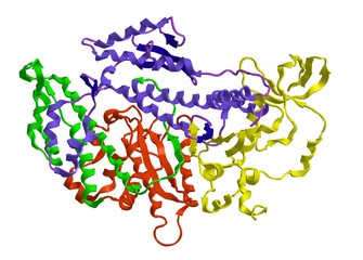 Molecular structure of myosin