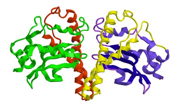 Molecular structure of Superoxide dismutase