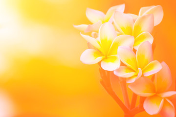 Plumeria flower with a light morning.