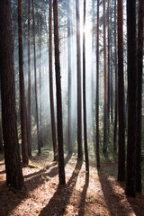 Obraz premium Forest in a fog the sun's rays