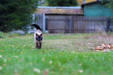 Obraz na płótnie Canvas Cat walking on grass