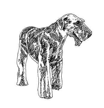 recommend clip art: Airedale Terrier welsh terrier dog . hand drawn. Vector illustration
