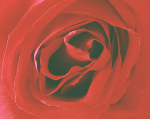 Beautiful pastel rose background.