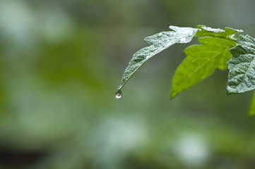 Green leaf with water drops.