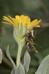 Flower fly captured by a spider Synema globosum (Napoleon Spider)