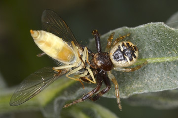 Flower fly captured by a spider Synema globosum (Napoleon Spider)