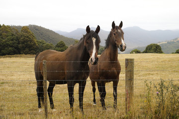 Obraz premium Two brown horses standing next to each-other in a farm field behind a wire fence with mountains in the background. 