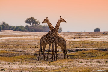 Giraffenpaar in der Abendsonne
