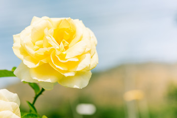 a bunch of roses in the garden