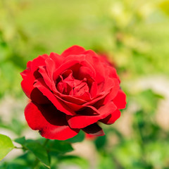 a bunch of roses in the garden