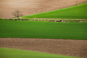 CAMPI SEMINATI CON ALBERO