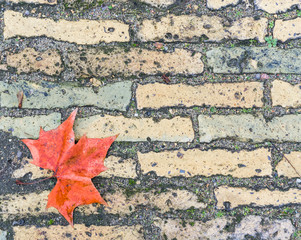 Autumn Maple Background