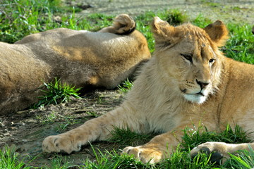 Lionnes allongées