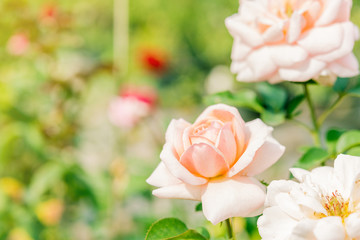 a bunch of roses in the garden