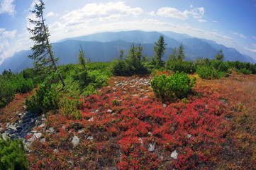 alpine autumn in Gorgany