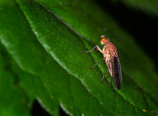 Scathophaga stercoraria