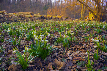 Obraz premium beautiful flowers primroses