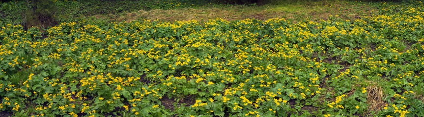 Kalyuzhnitsa in the forest