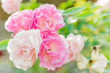 a bunch of roses in the garden