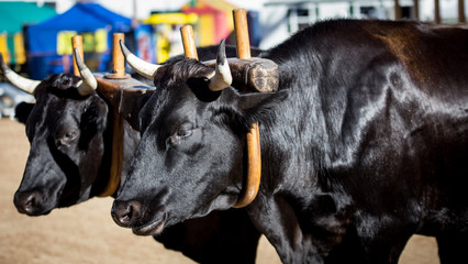 pair of black horned bull