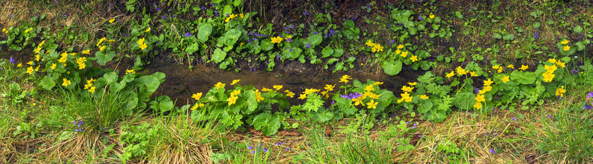 Kalyuzhnitsa in the forest