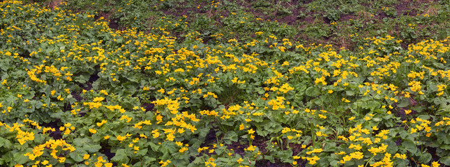 Kalyuzhnitsa in the forest
