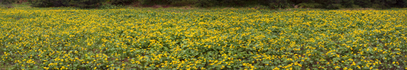 Kalyuzhnitsa in the forest