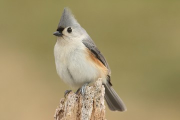Titmouse On A Stump