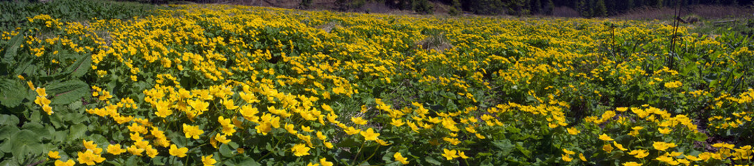 golden stream valley