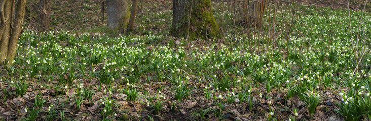  beautiful flowers primroses