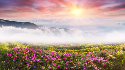 Fototapeta premium Mountain rhododendrons of Ukraine