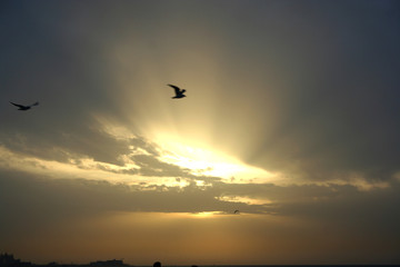Fototapeta na wymiar Sunset. A lone seagull takes advantage of the last rays of sunlight