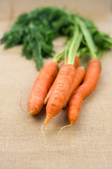 Bunch of fresh carrots with green leaves over rustic background. Vegetable. Nutrition. Raw food ingredients.