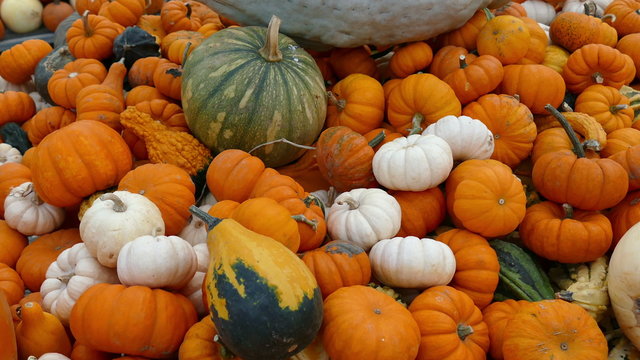 Bunch of pumpkins and gourds, full frame close up view