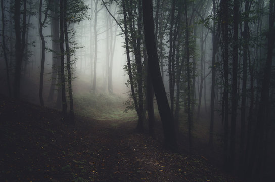 Fototapeta path in dark forest