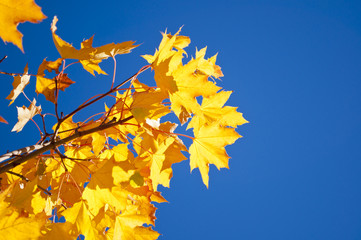 Autumn maple leaves.