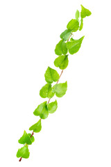 beautiful green twig of straight ivy is isolated on white backgr