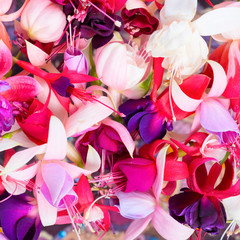 colorful fuchsia flowers like background, card for summer or spr
